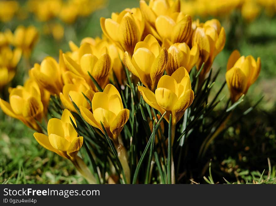 Flower, Plant, Yellow, Flowering Plant