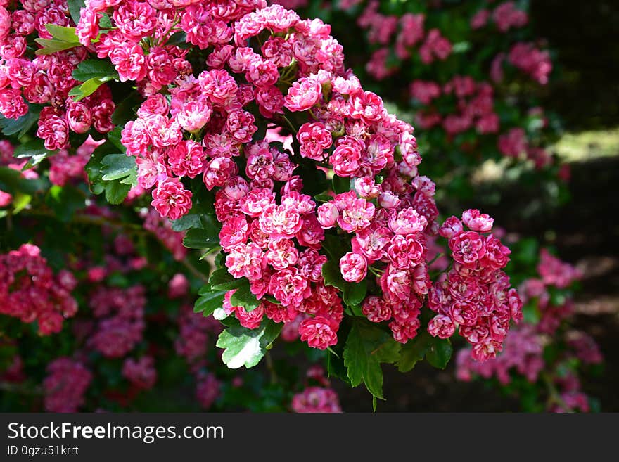 Flower, Plant, Pink, Flowering Plant