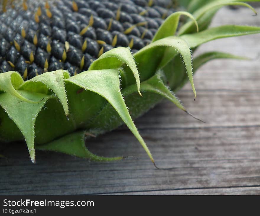 Close Up, Macro Photography, Insect, Plant Stem