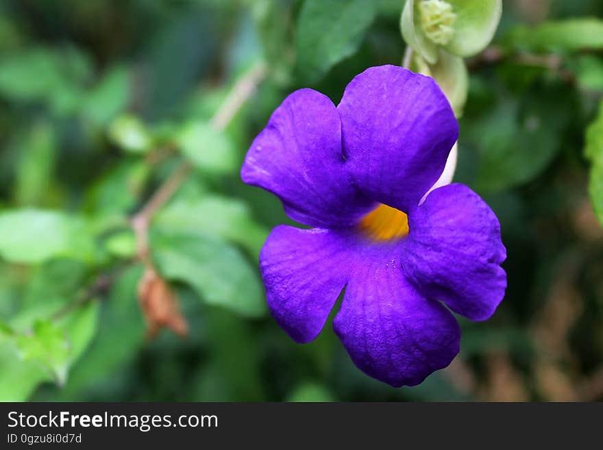 Flower, Flora, Violet, Purple