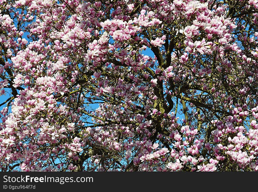 Plant, Flower, Blossom, Spring