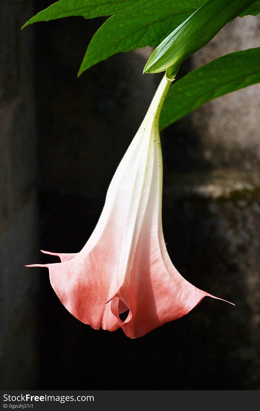 Flower, Plant, Flora, Datura