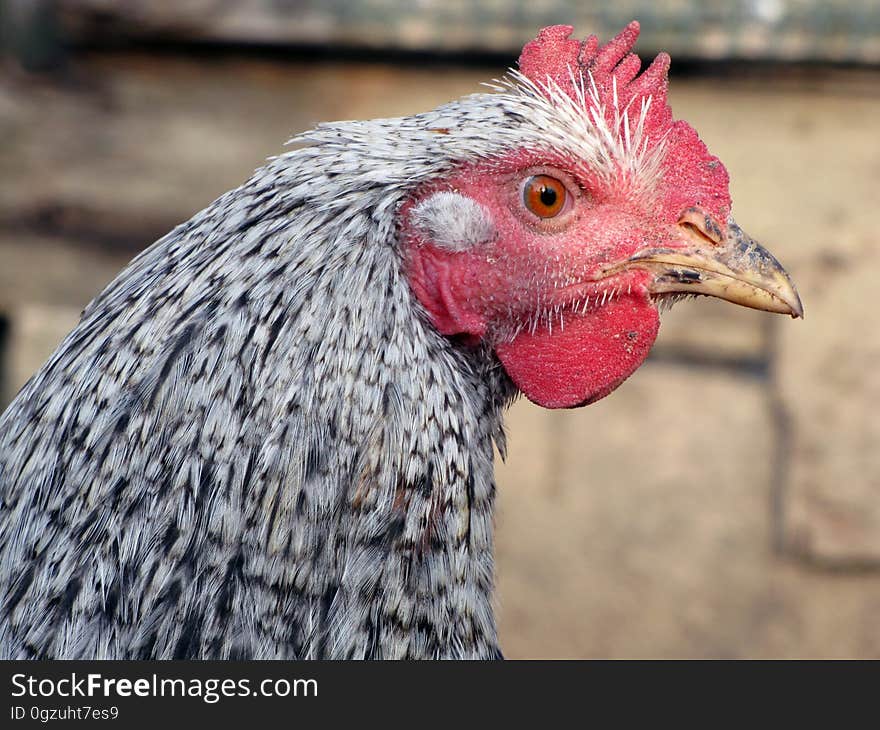 Chicken, Beak, Galliformes, Rooster