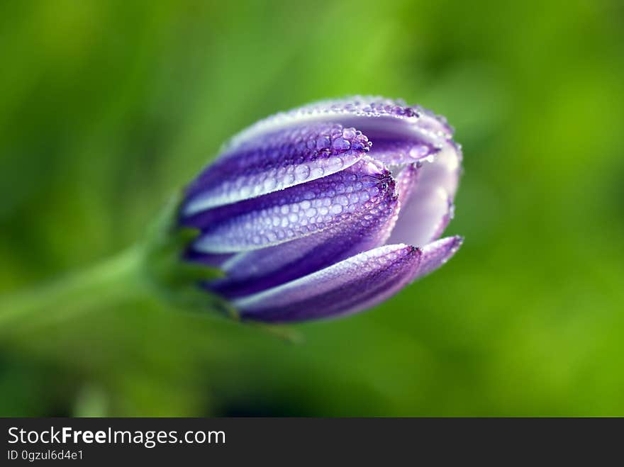 Flower, Purple, Flora, Close Up