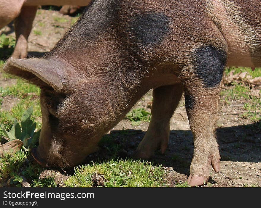 Pig, Pig Like Mammal, Mammal, Fauna