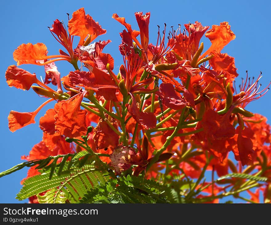 Plant, Flora, Flower, Sky