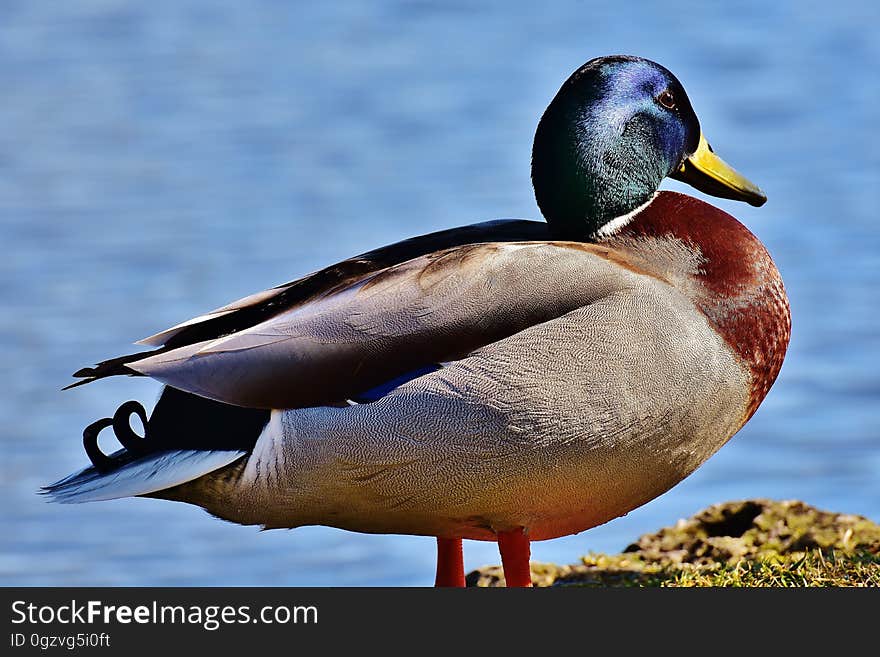 Bird, Duck, Mallard, Water Bird