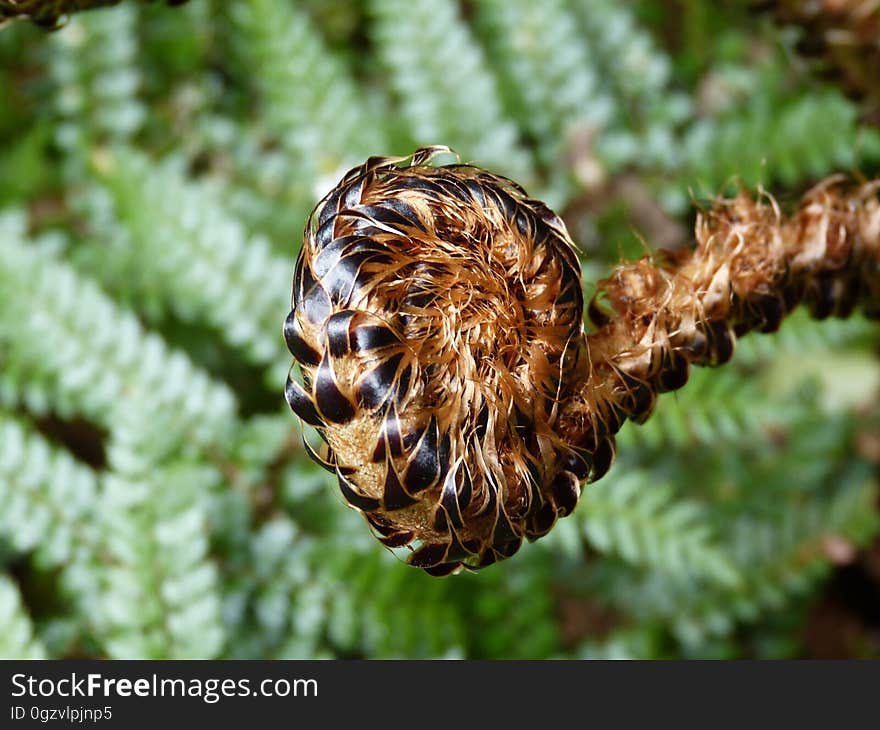 Close Up, Biome, Tree, Macro Photography