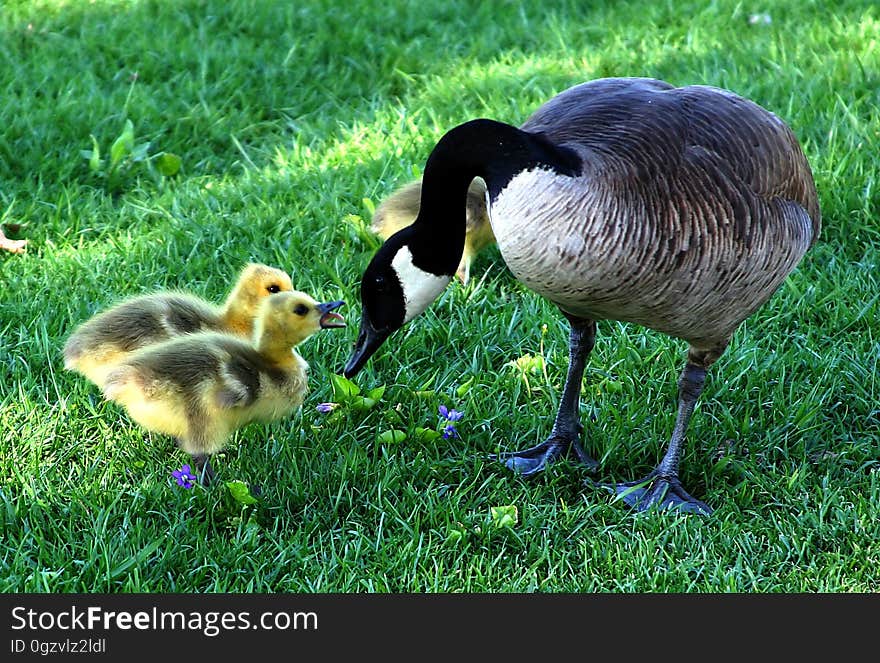 Bird, Fauna, Goose, Water Bird