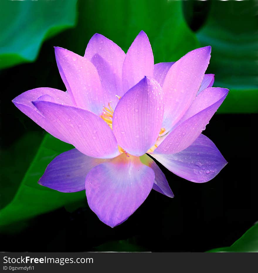 Flower, Lotus, Sacred Lotus, Plant