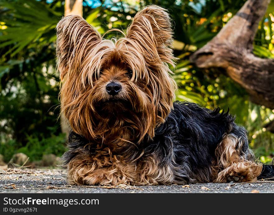 Dog, Dog Like Mammal, Dog Breed, Yorkshire Terrier