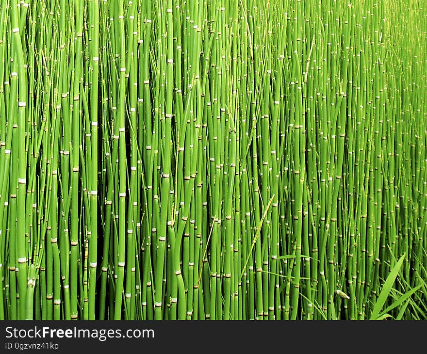 Green, Grass, Vegetation, Grass Family