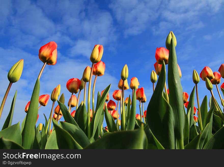 Flower, Plant, Flowering Plant, Tulip