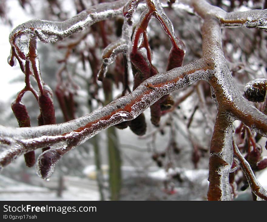 Branch, Freezing, Winter, Tree