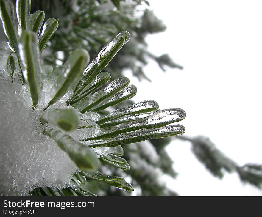 Freezing, Pine Family, Close Up, Fir