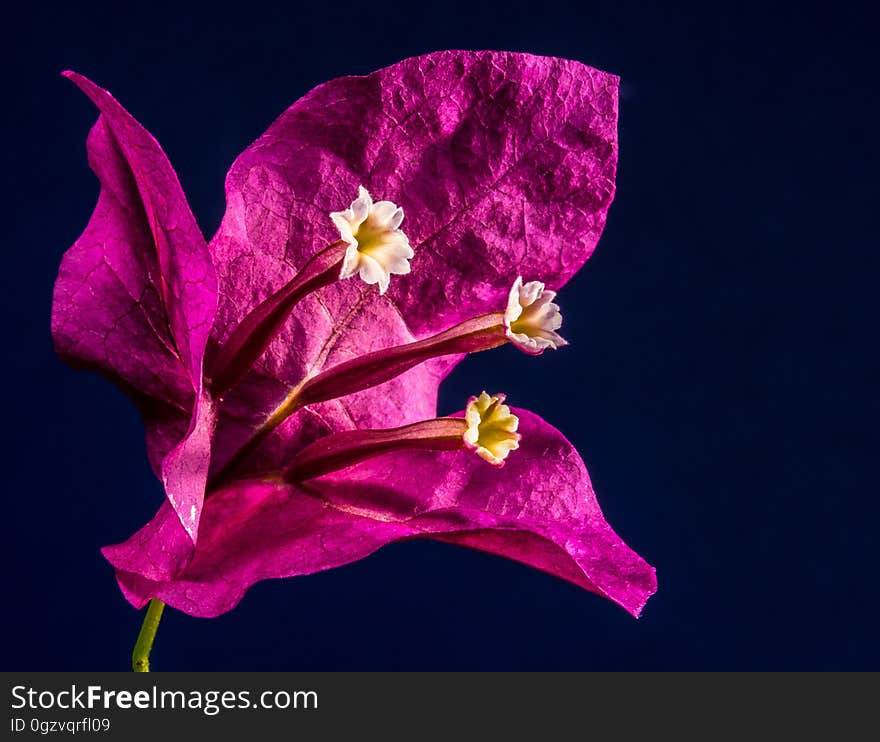 Flower, Flora, Violet, Pink