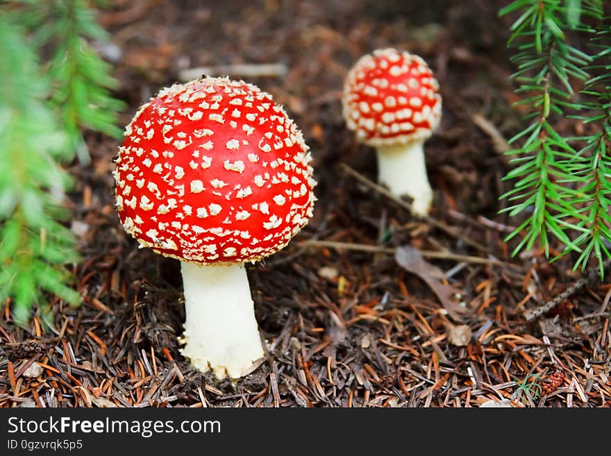 Mushroom, Agaric, Fungus, Edible Mushroom