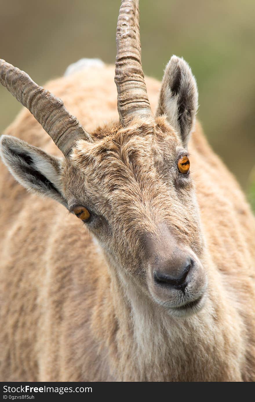 Horn, Wildlife, Barbary Sheep, Fauna