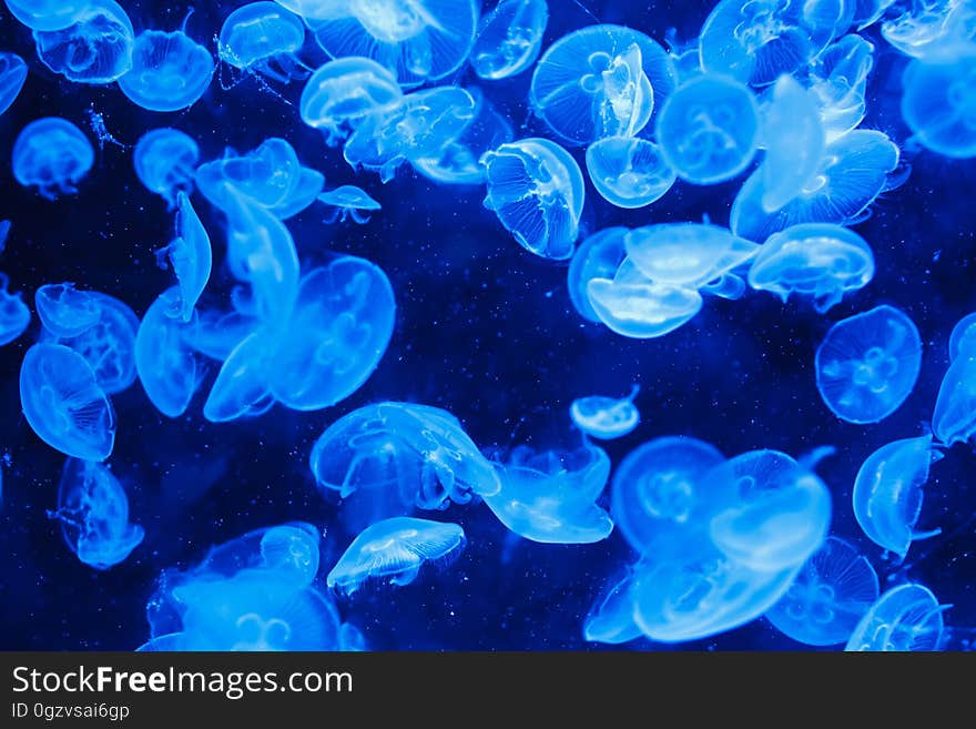 Jellyfish, Cnidaria, Blue, Marine Invertebrates