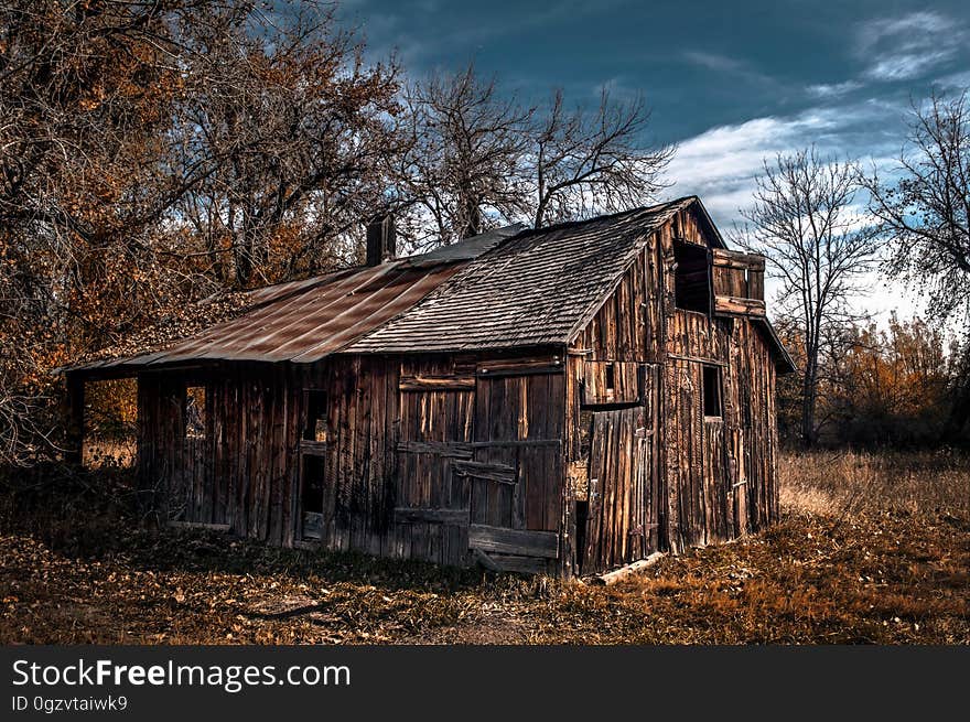 House, Shack, Log Cabin, Tree