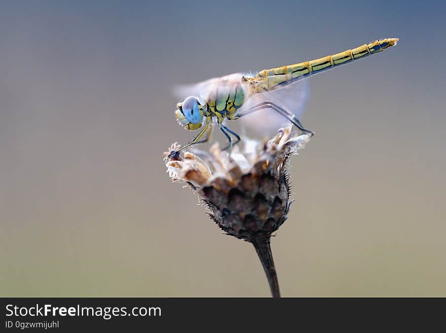 Insect, Macro Photography, Invertebrate, Dragonfly