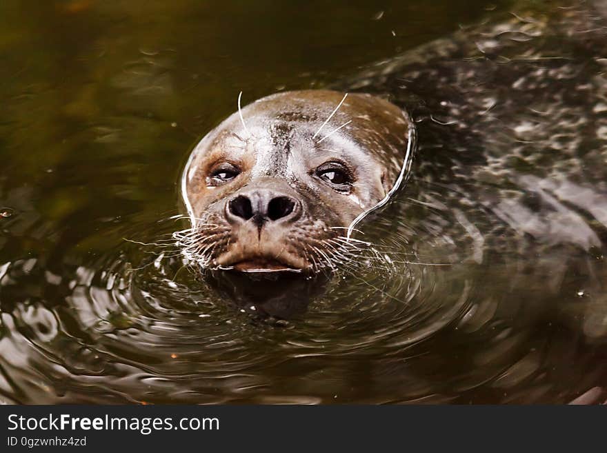 Mammal, Fauna, Harbor Seal, Snout