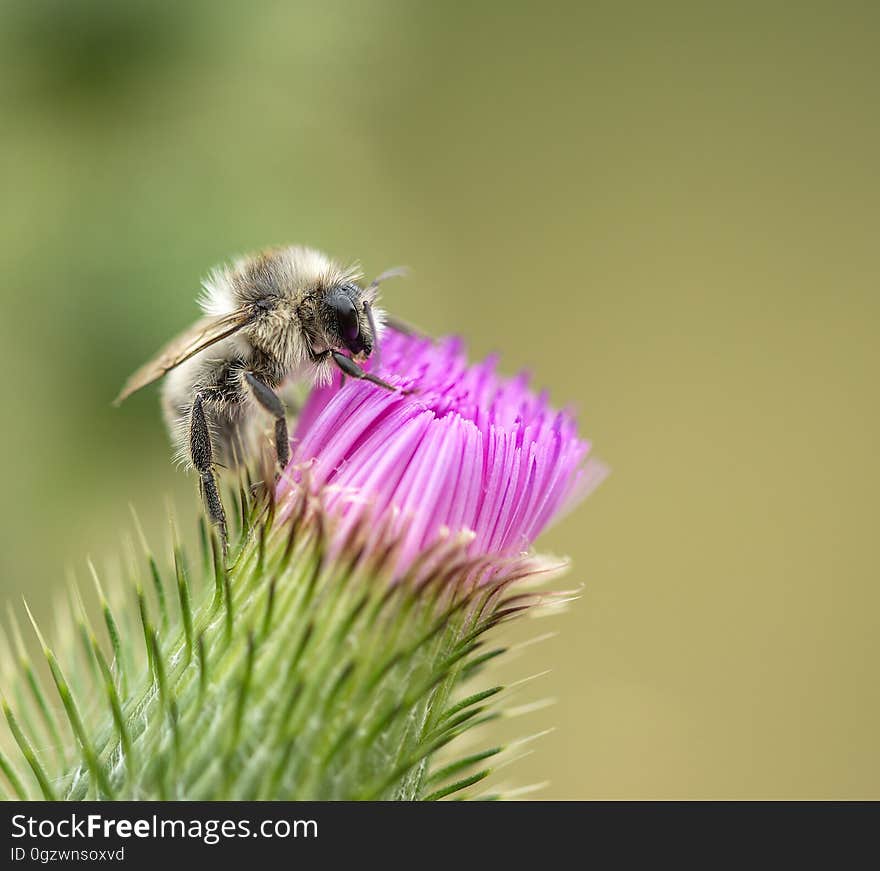 Bee, Honey Bee, Insect, Bumblebee