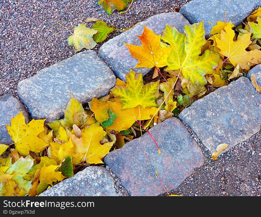 Leaf, Yellow, Plant, Flora