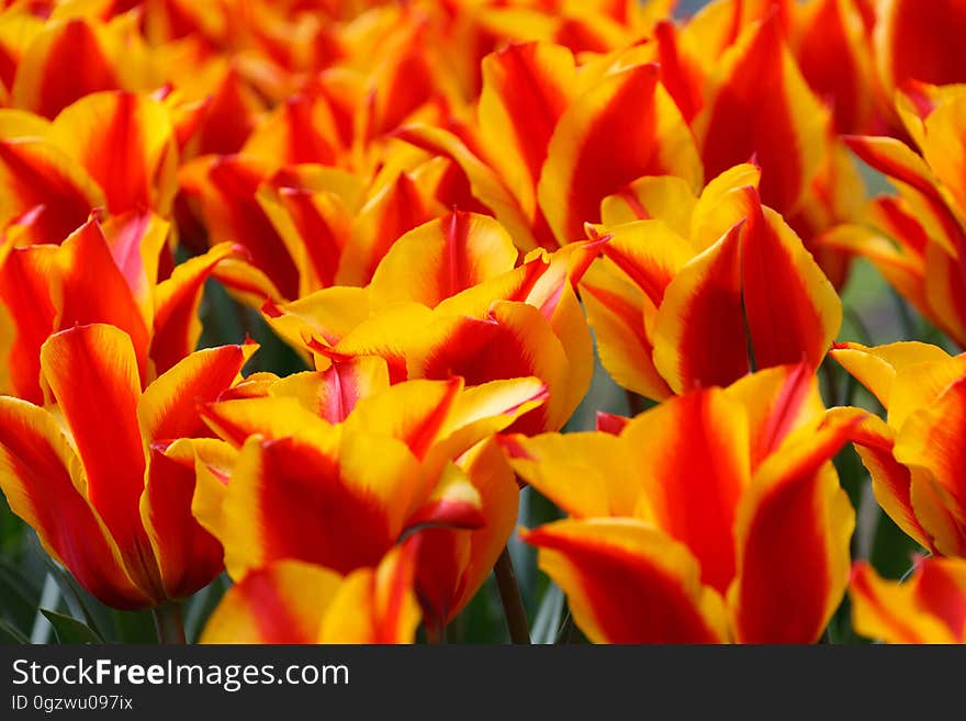 Flower, Flowering Plant, Yellow, Orange