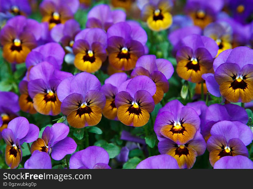 Flower, Flowering Plant, Plant, Purple