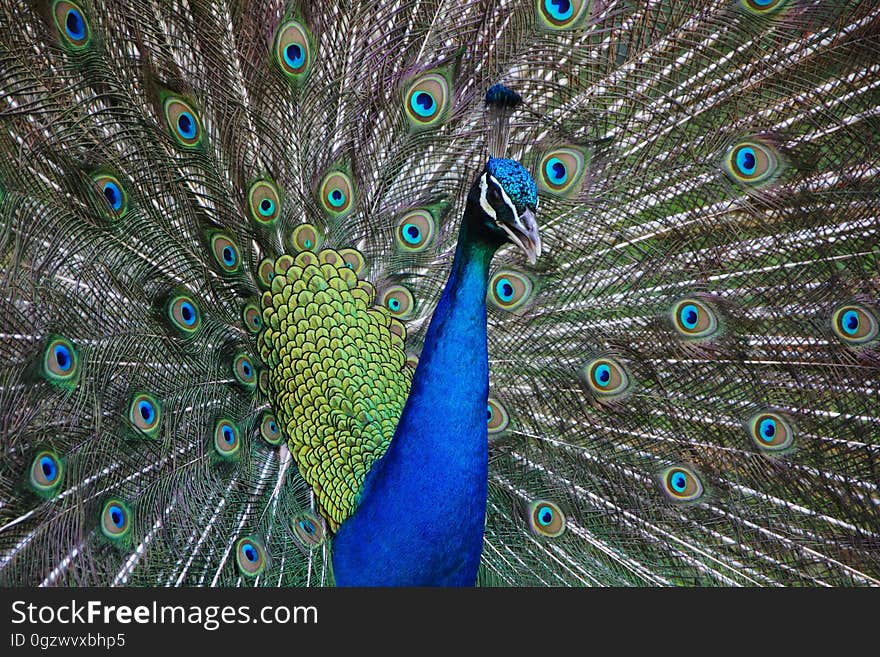 Peafowl, Feather, Galliformes, Close Up