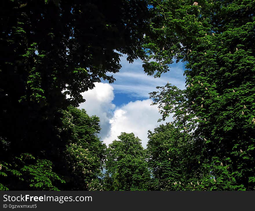 Nature, Sky, Vegetation, Green