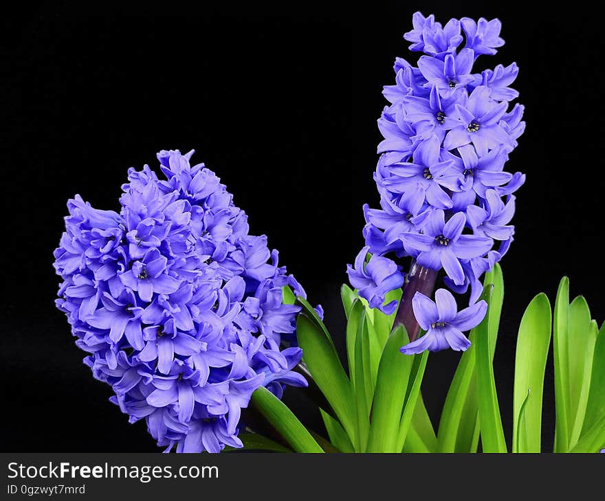 Flower, Plant, Hyacinth, Flowering Plant