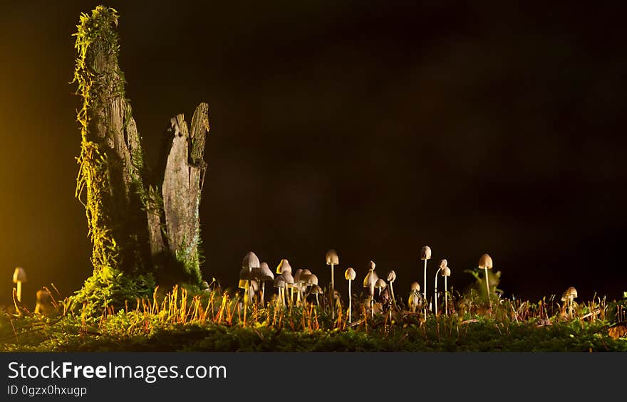 Ecosystem, Grass, Phenomenon, Night