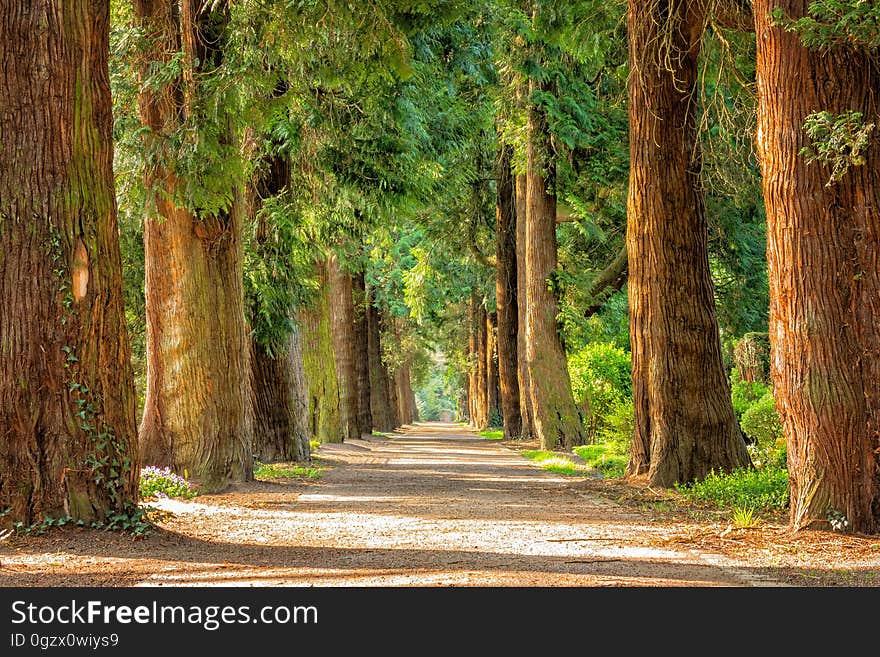 Tree, Nature, Path, Vegetation