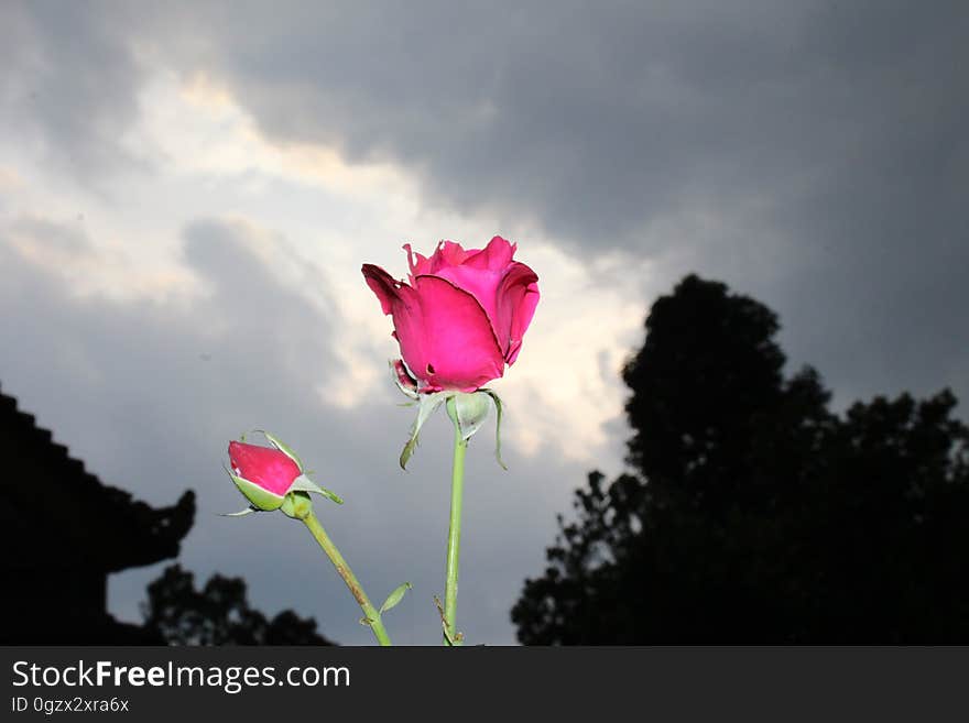 The red rose flower under an overcast sky but stay beauty