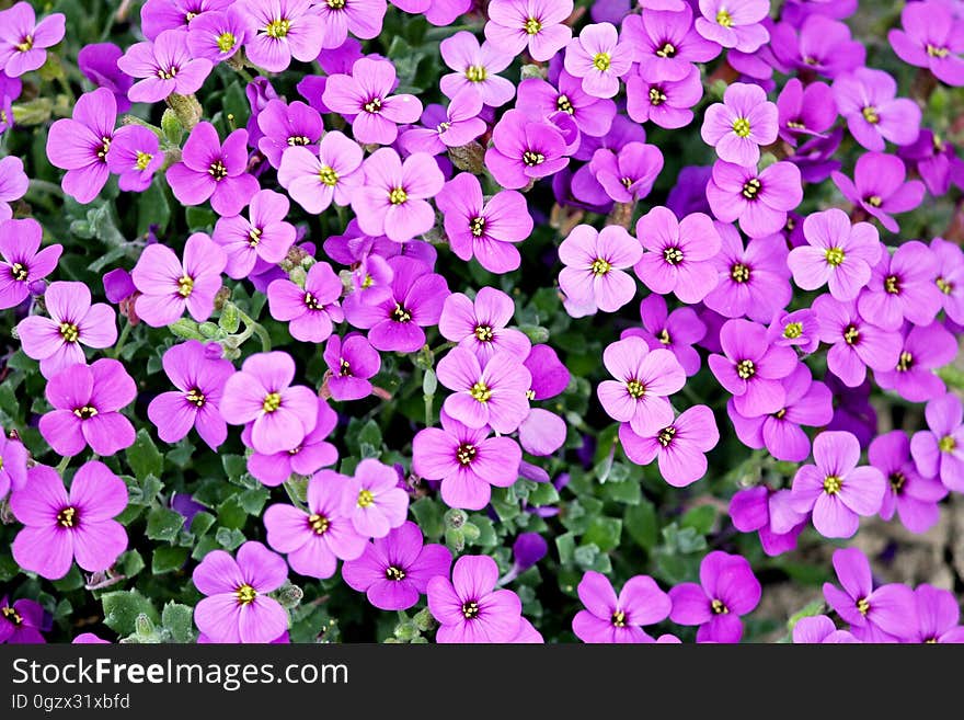 Flower, Plant, Aubretia, Pink