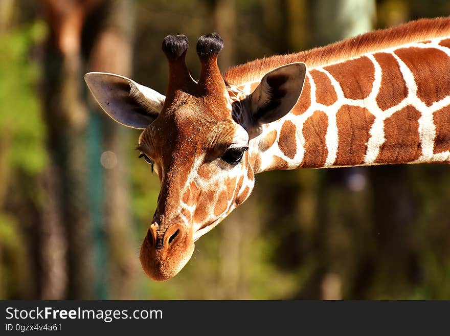 Wildlife, Giraffe, Terrestrial Animal, Fauna