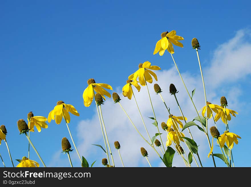 Flower, Sky, Yellow, Flora