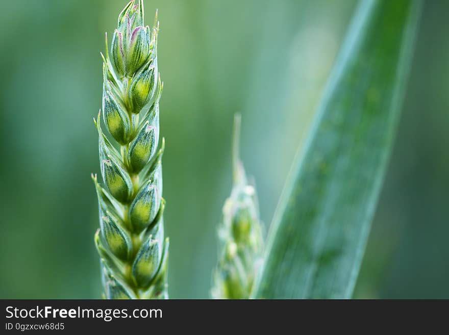 Grass Family, Close Up, Food Grain, Triticale