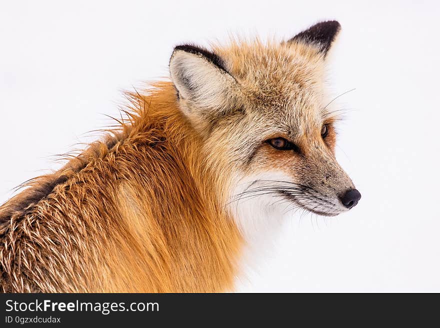 Fox, Wildlife, Red Fox, Mammal