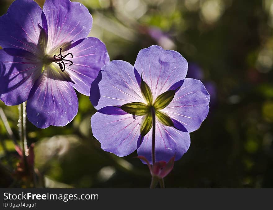 Flower, Flora, Plant, Purple