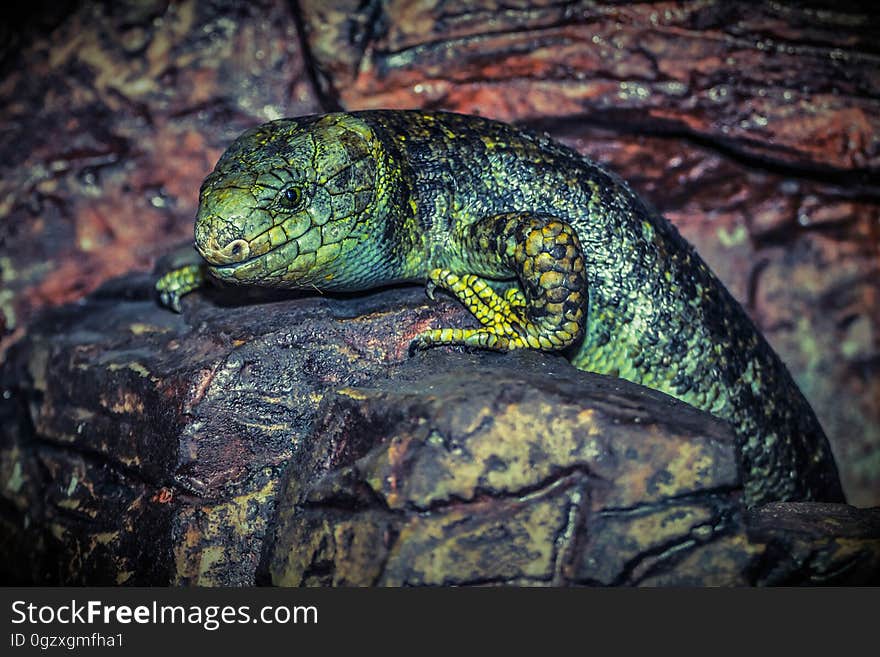 Reptile, Green, Scaled Reptile, Fauna