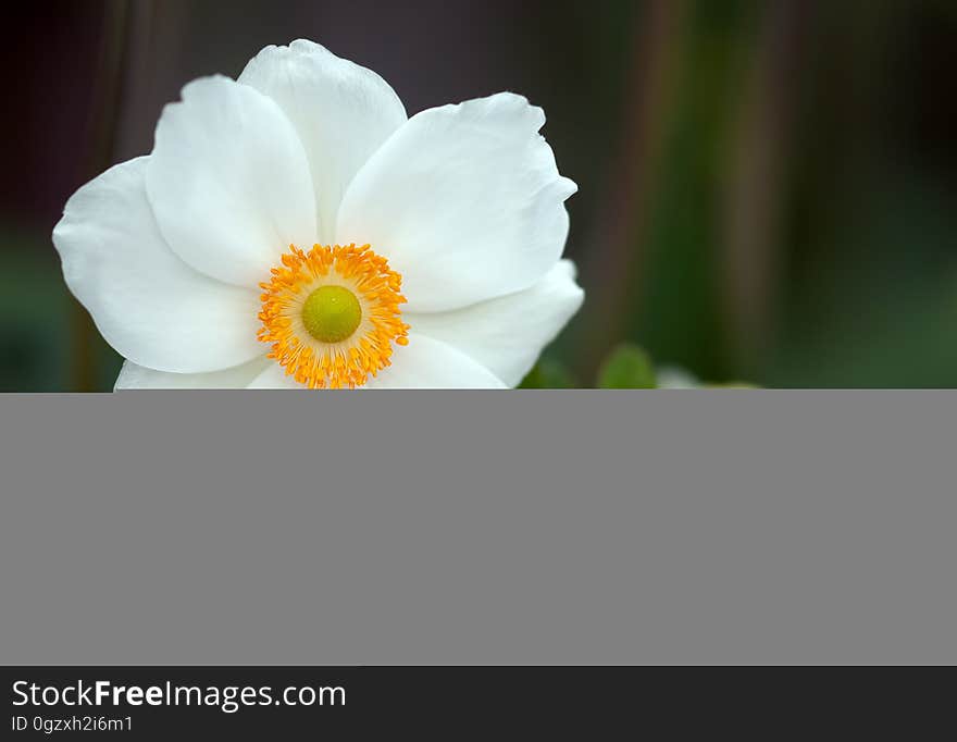 Flower, Flowering Plant, Flora, Petal