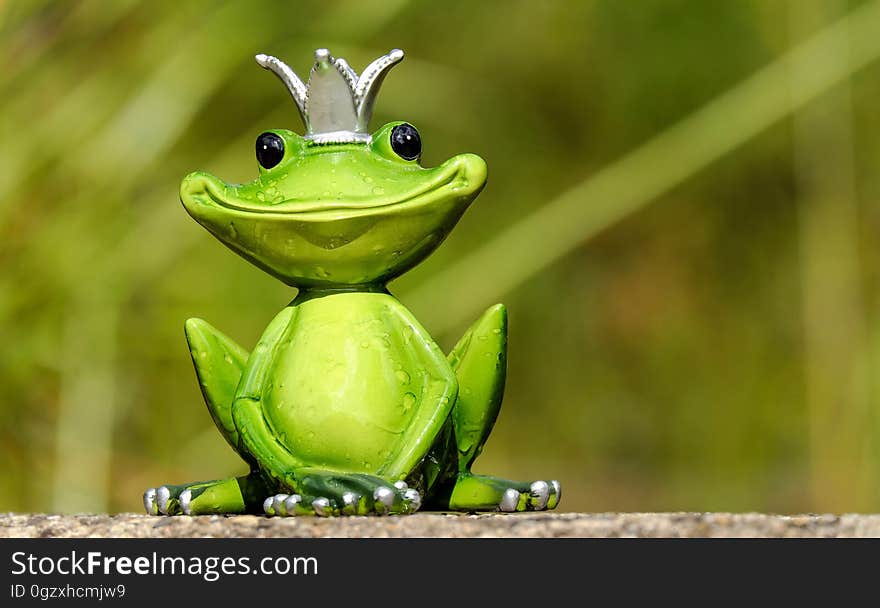 Ranidae, Frog, Amphibian, Tree Frog