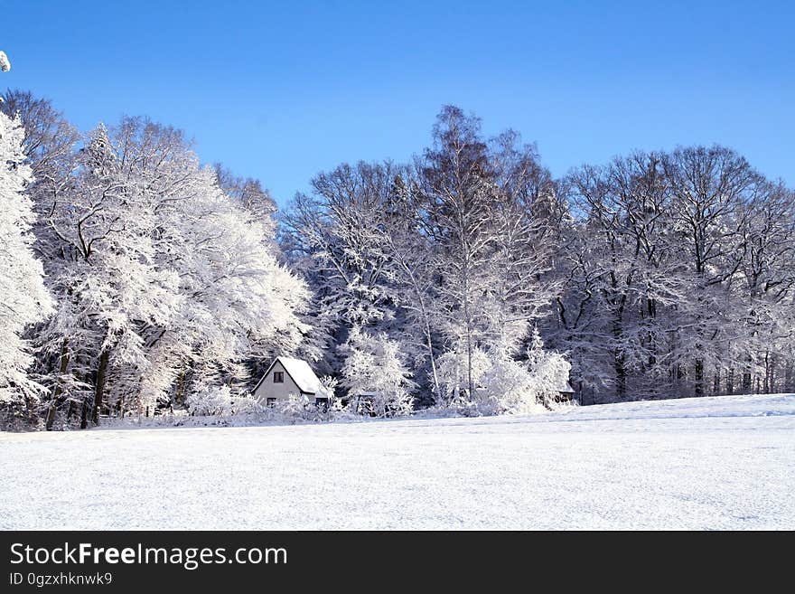 Snow, Winter, Frost, Tree