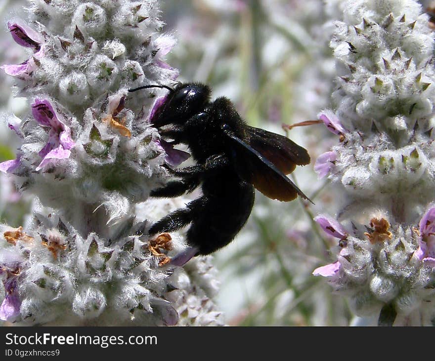 Bee, Insect, Bumblebee, Membrane Winged Insect