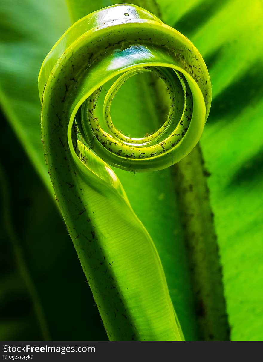 Green, Dew, Close Up, Macro Photography