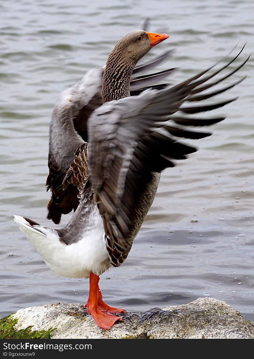 Bird, Duck, Water Bird, Ducks Geese And Swans