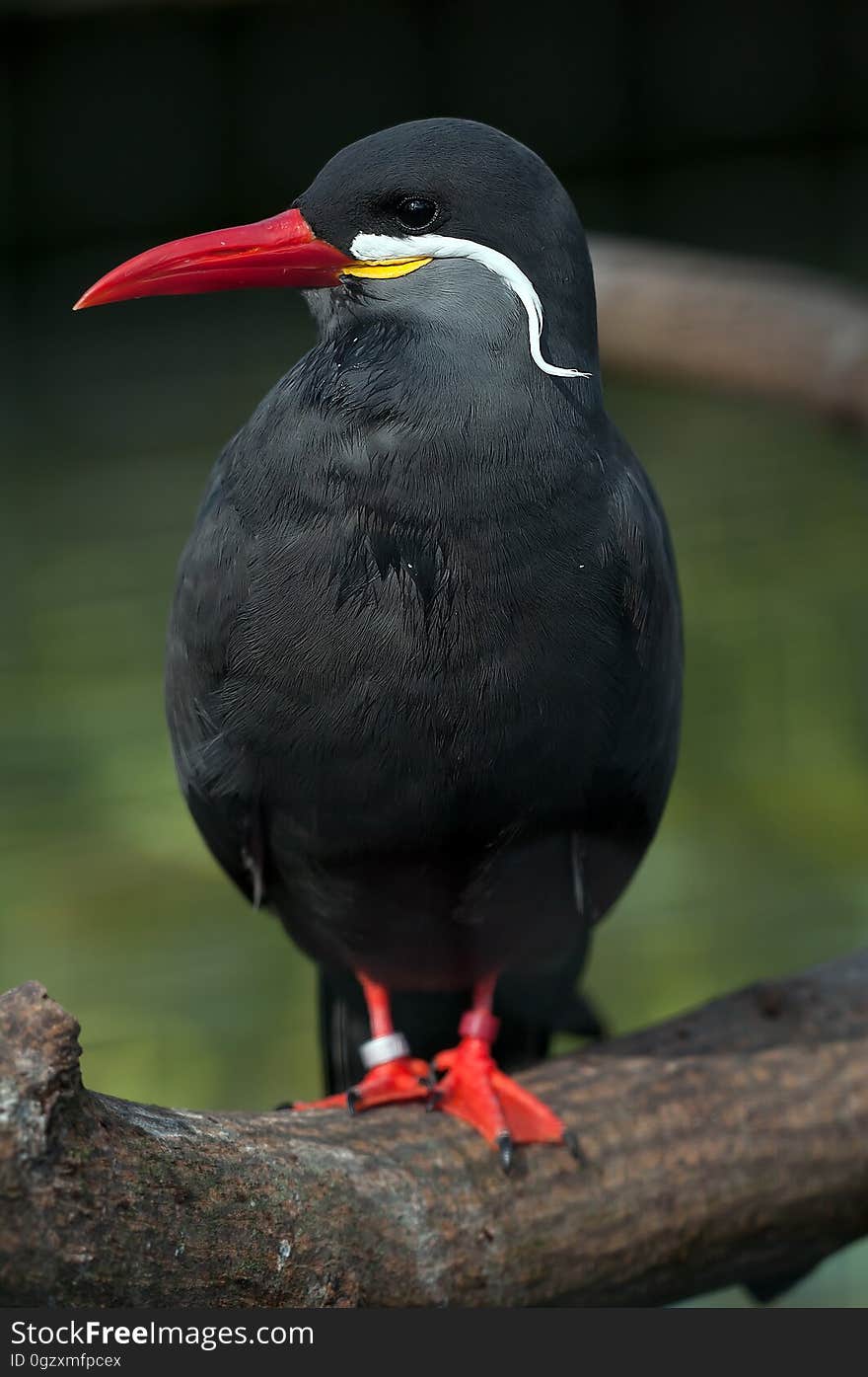 Bird, Beak, Blackbird